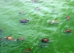誠 筆畫 夢見烏龜在水裡